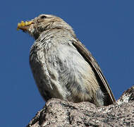 Mourning Sierra Finch