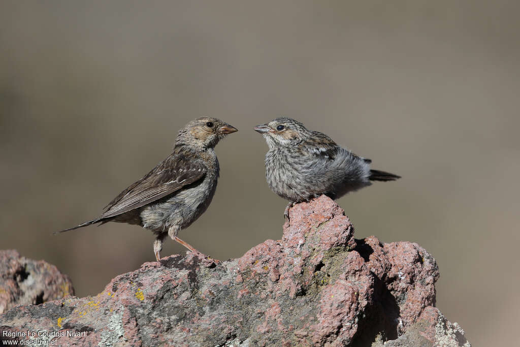 Mourning Sierra Finch, Behaviour