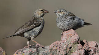 Mourning Sierra Finch