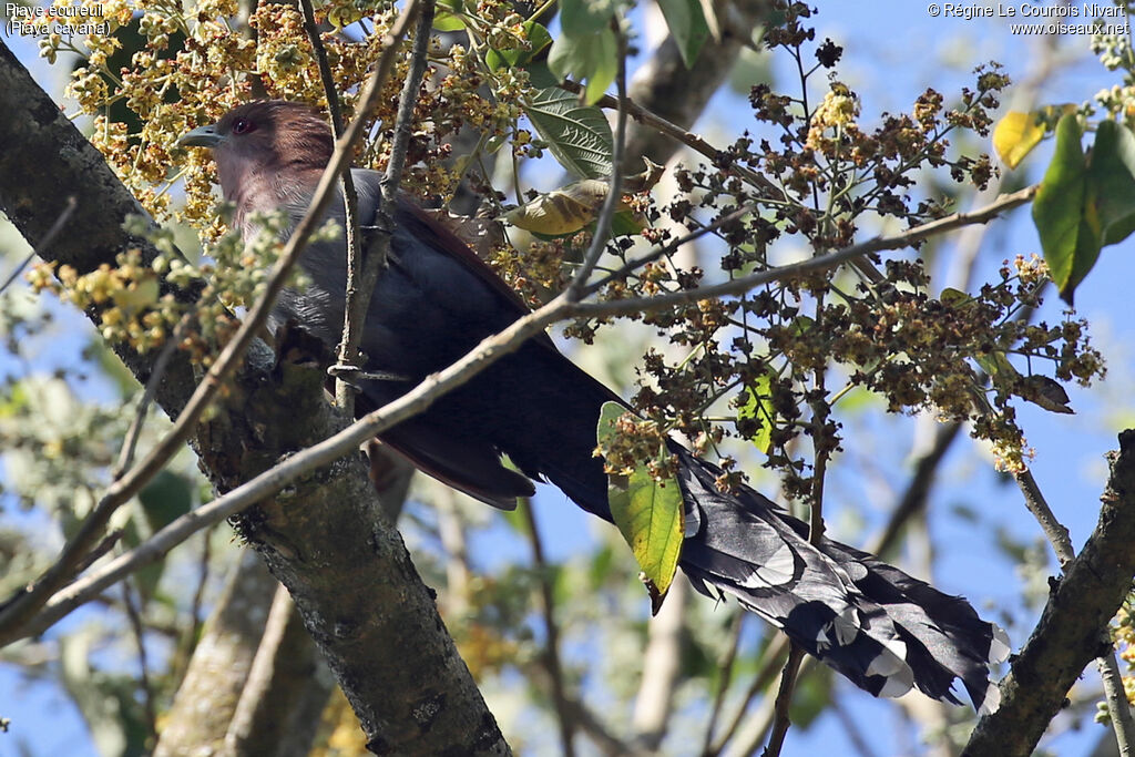 Piaye écureuil