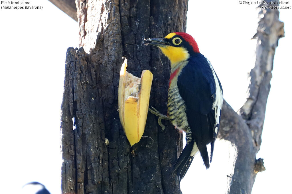 Yellow-fronted Woodpecker male