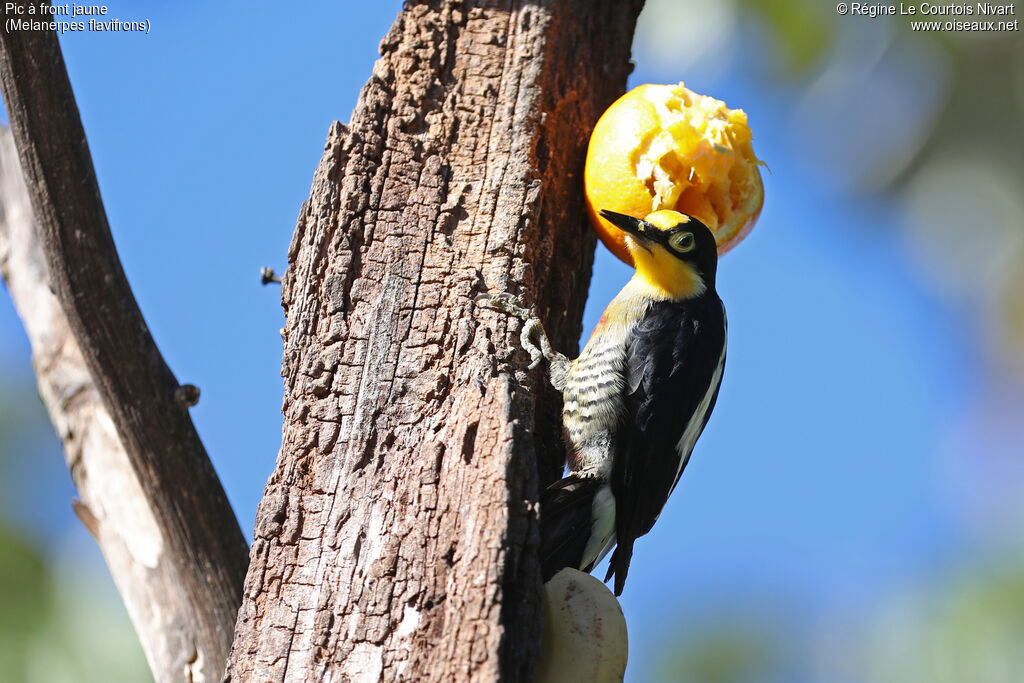 Yellow-fronted Woodpecker