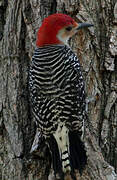 Red-bellied Woodpecker