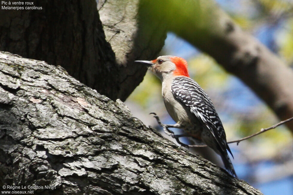 Red-bellied Woodpecker