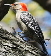 Red-bellied Woodpecker