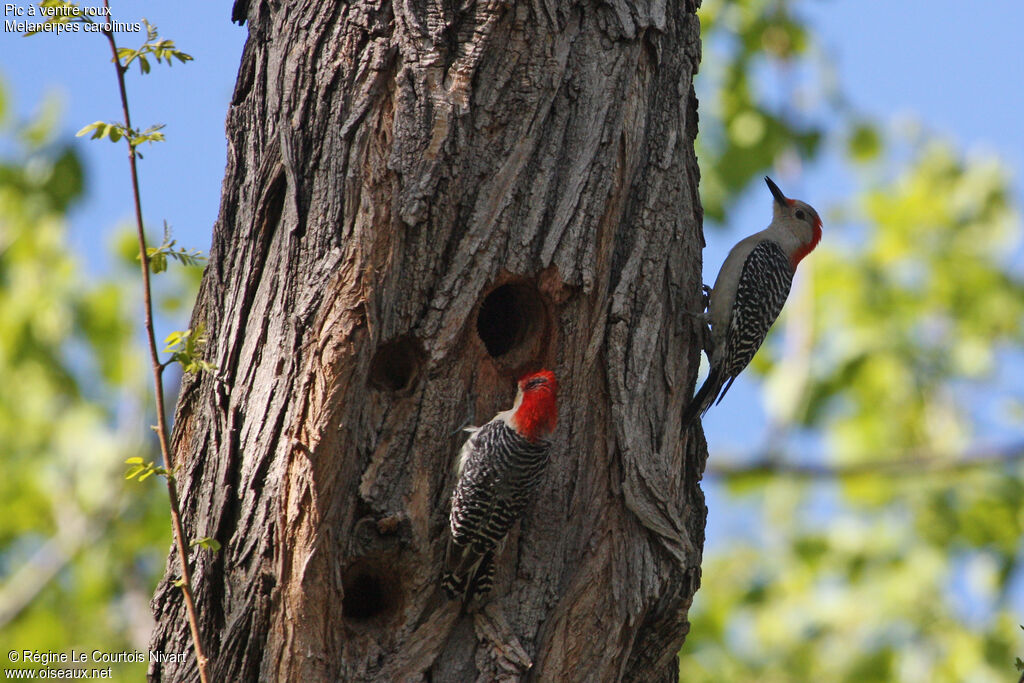 Red-bellied Woodpecker