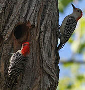 Red-bellied Woodpecker