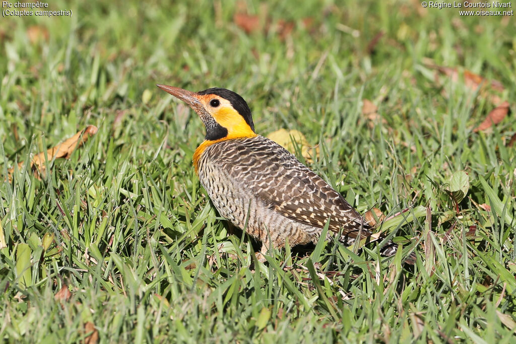 Campo Flicker