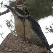 Hairy Woodpecker