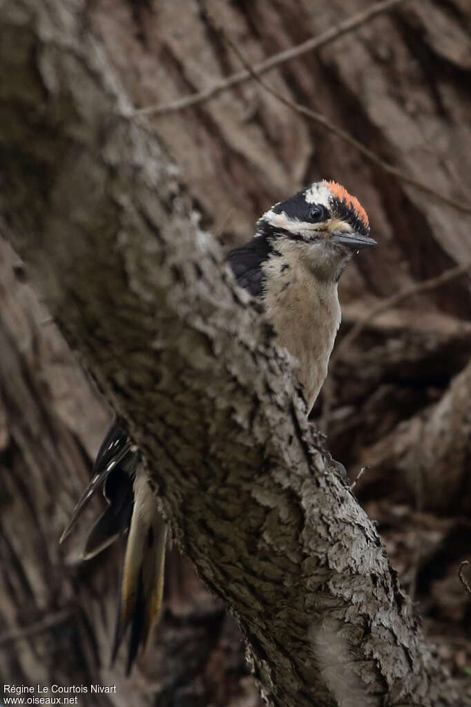 Hairy Woodpeckerjuvenile, close-up portrait