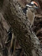 Hairy Woodpecker