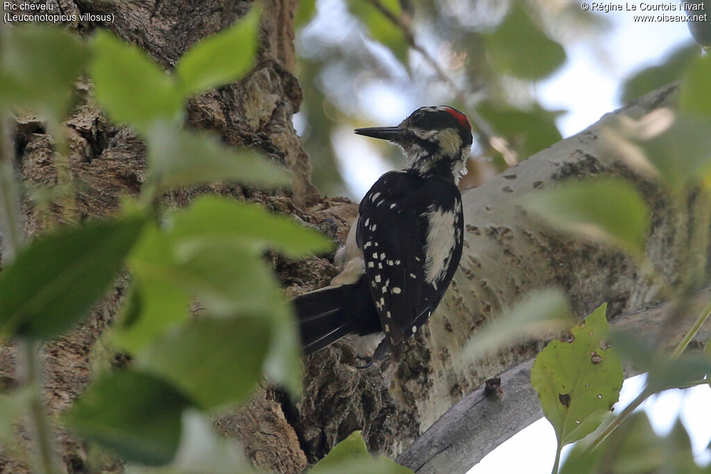 Hairy Woodpecker