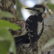 Hairy Woodpecker