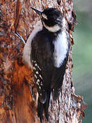 Hairy Woodpecker