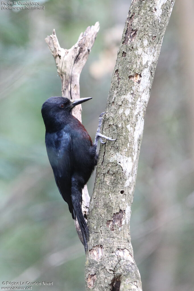 Guadeloupe Woodpecker