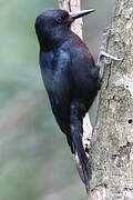 Guadeloupe Woodpecker