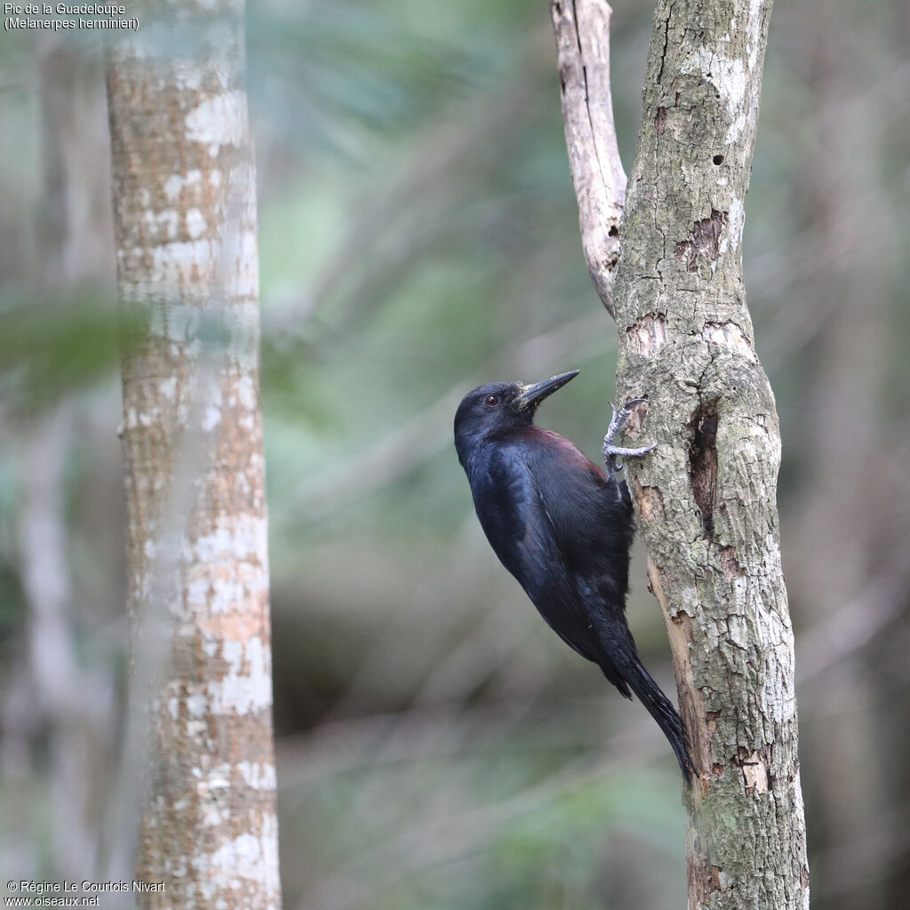 Guadeloupe Woodpecker