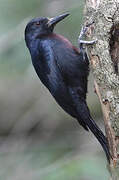 Guadeloupe Woodpecker