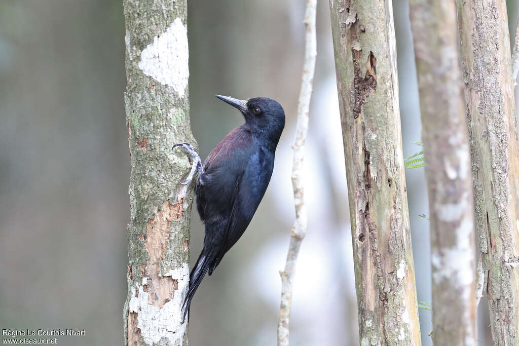 Pic de la Guadeloupeadulte, identification