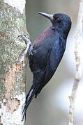 Guadeloupe Woodpecker