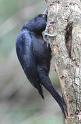 Guadeloupe Woodpecker