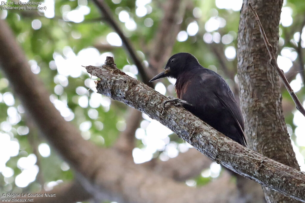 Guadeloupe Woodpecker