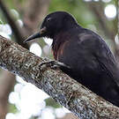 Pic de la Guadeloupe