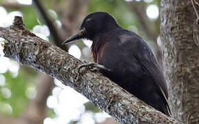 Guadeloupe Woodpecker