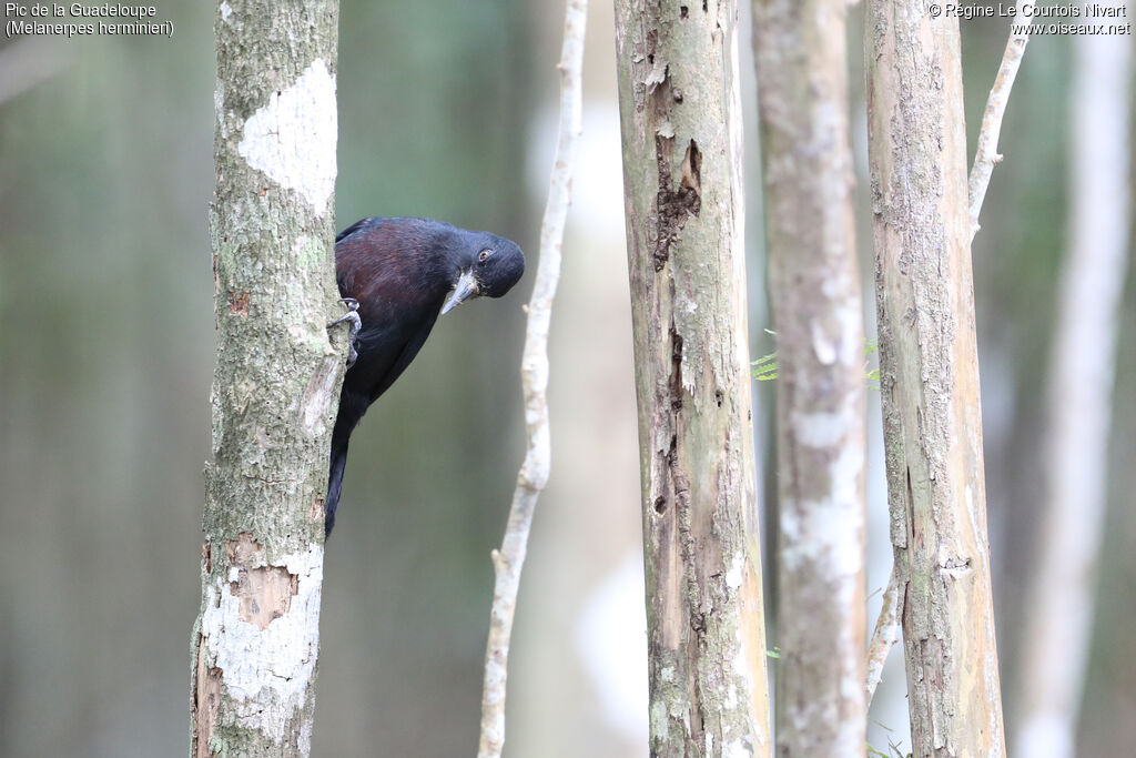 Guadeloupe Woodpecker