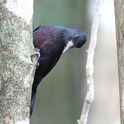 Guadeloupe Woodpecker