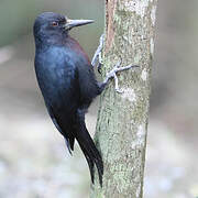 Guadeloupe Woodpecker