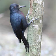 Pic De La Guadeloupe Melanerpes Herminieri