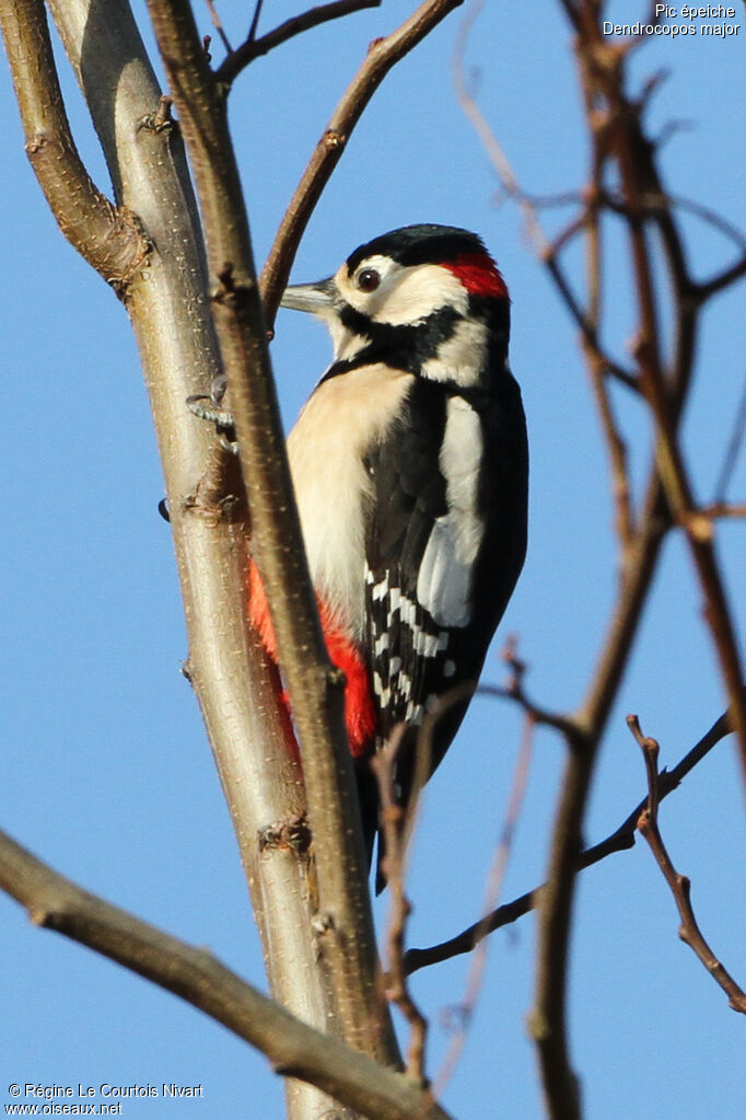 Great Spotted Woodpecker