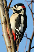 Great Spotted Woodpecker