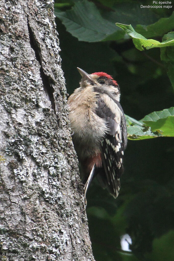 Great Spotted Woodpeckerjuvenile