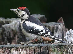 Great Spotted Woodpecker