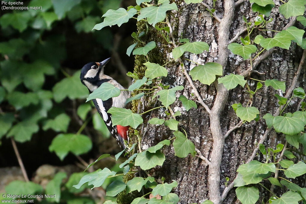 Great Spotted Woodpecker female adult