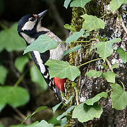 Great Spotted Woodpecker