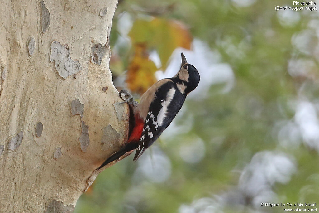 Great Spotted Woodpecker female adult