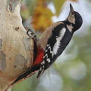 Great Spotted Woodpecker