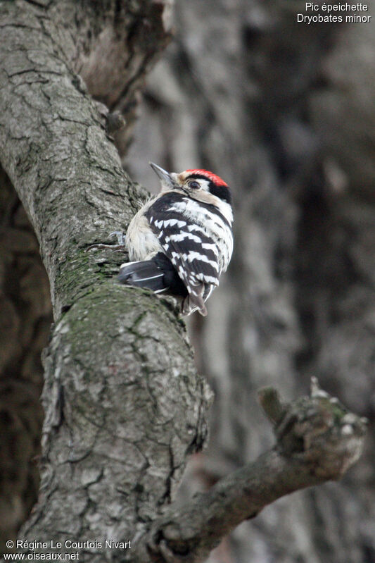 Lesser Spotted Woodpecker male, identification