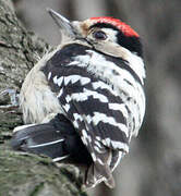 Lesser Spotted Woodpecker