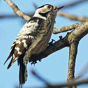 Lesser Spotted Woodpecker