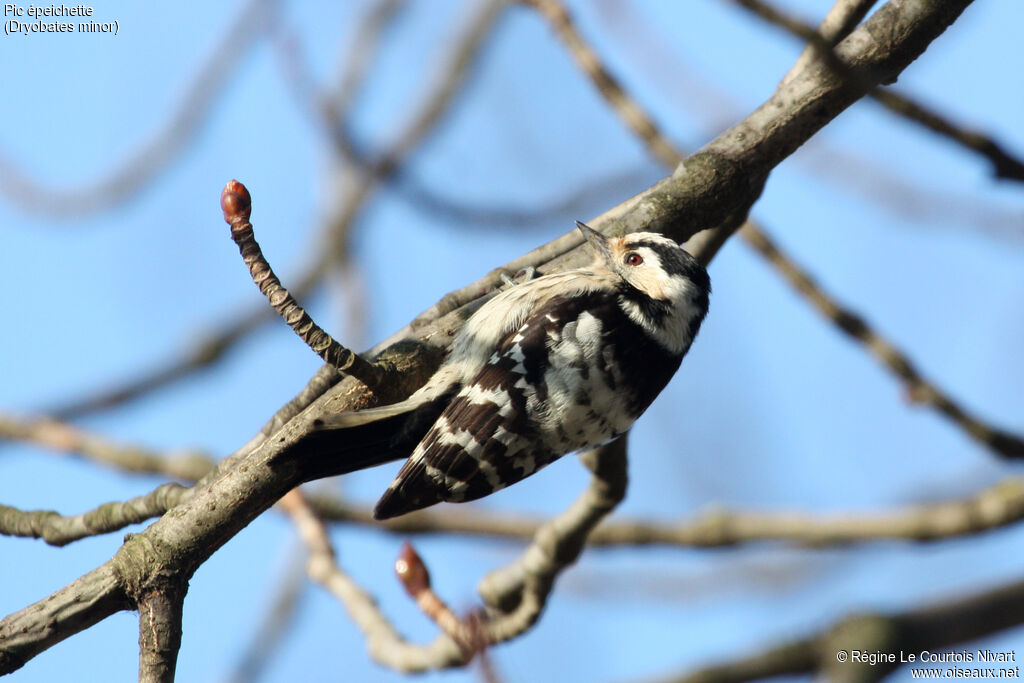 Lesser Spotted Woodpecker