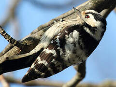 Lesser Spotted Woodpecker