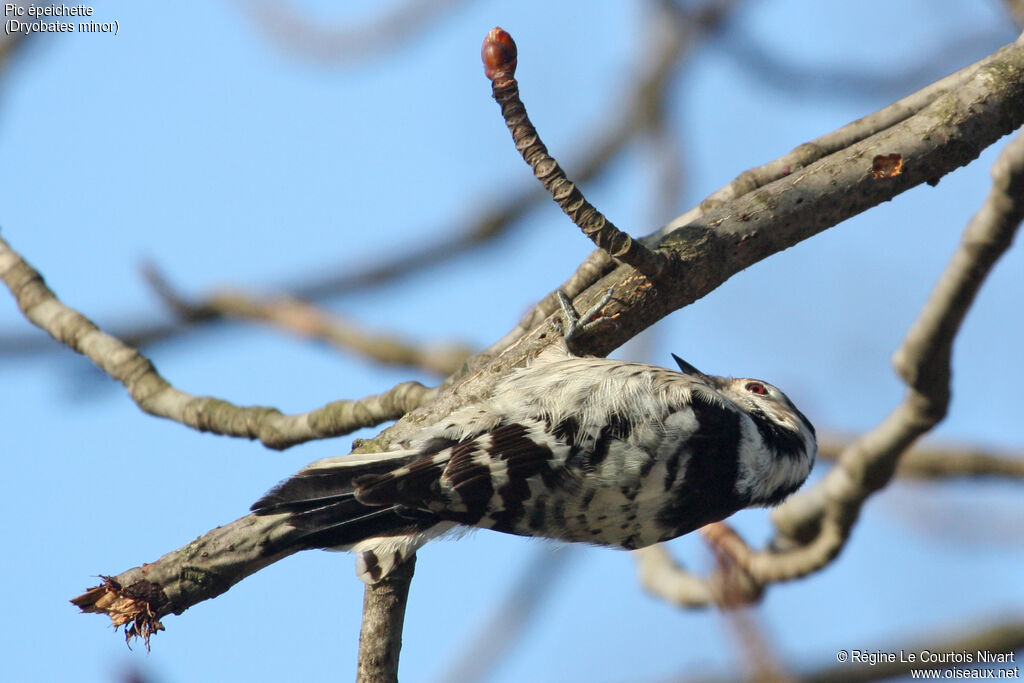 Lesser Spotted Woodpecker