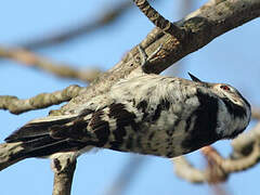 Lesser Spotted Woodpecker