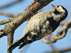 Lesser Spotted Woodpecker