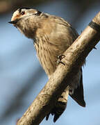 Lesser Spotted Woodpecker