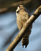 Lesser Spotted Woodpecker